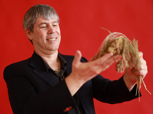 Pat Schnable holds dried plant in front of red background
