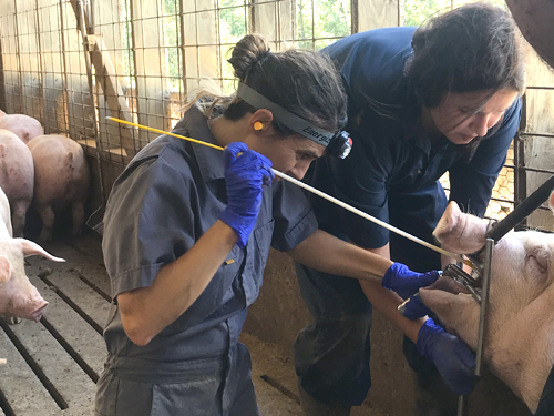 Swab being administered to pig's mouth