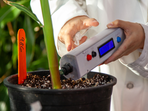 Nitrogen sensor is used on corn stalk